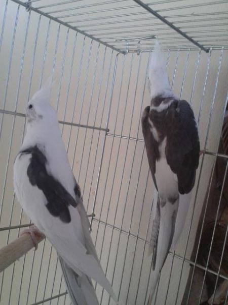 Casal Formado Arlequim CB