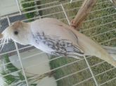 Macho Arlequim Pérola CB - 6 meses