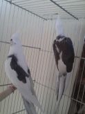 Casal Formado Arlequim CB