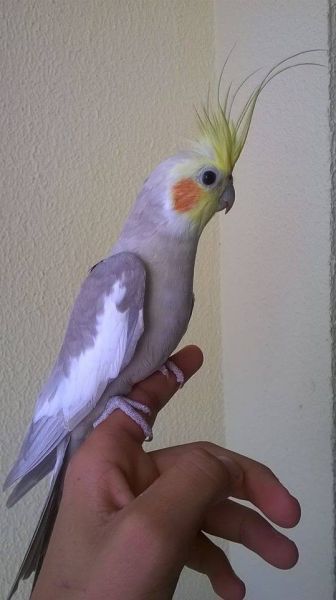 Macho Manso - Canela
