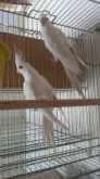 Casal Albino