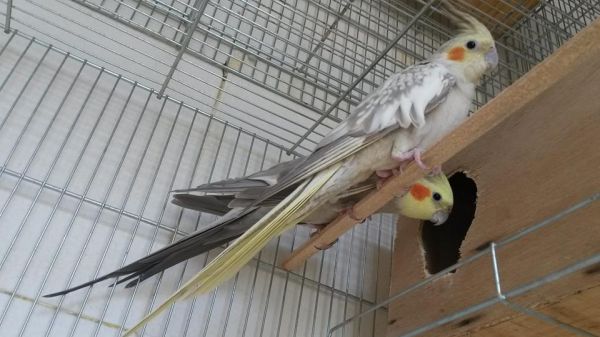 Casal Pérola canela X Canela
