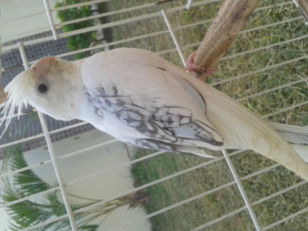 Macho Arlequim Pérola CB - 6 meses