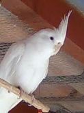 Calopsitas Albinas