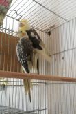 Casal Arlequim X Arlequim Pérola