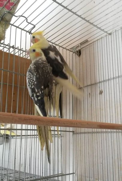 Casal Arlequim X Arlequim Pérola
