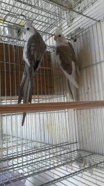 Casal Pérola canela CB X Arlequim canela CB